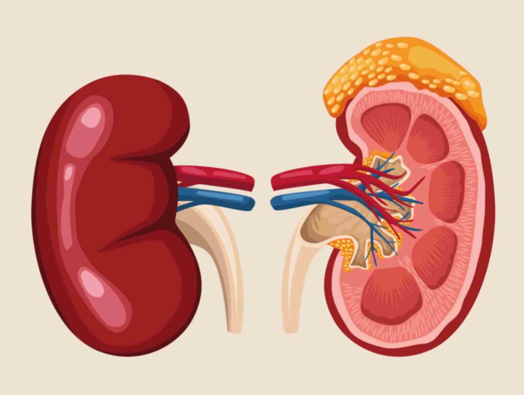 The Connection Between Hypertension and Kidney Health